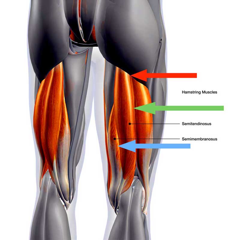 tight-hamstring-muscles-jeyfit